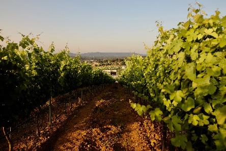 herdade do freixo _ vinhas