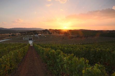 herdade do freixo _ vinhas