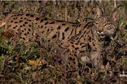 ICNF alcança “recorde” de monitorização de linces-ibéricos no Vale do Guadiana