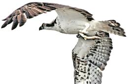 Cadernos da Biodiversidade: Águia-pesqueira  (Pandion haliaetus)