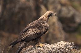 Cadernos da Biodiversidade: Aquila Chrysaetus (Águia-Real)