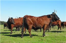 Feira de Garvão volta para valorizar o setor agropecuário do concelho de Ourique