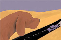 Número de animais de companhia abandonados continua a crescer no distrito de Beja