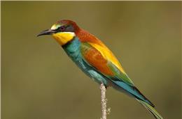 Cadernos da Biodiversidade: Abelharuco (Merops Apiaster)
