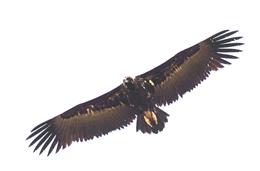 Cadernos da Biodiversidade: Abutre-preto (Aegypius monachus)