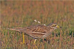 Cadernos da biodiversidade: Alcaravão  (Burhinus oedicnemus)
