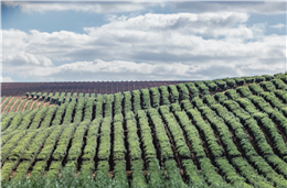 Cepaal destaca “liderança” do Alentejo na produção de azeite