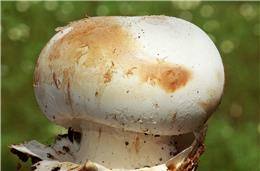 Cadernos da Biodiversidade: Amanita ponderosa (Cogumelo)