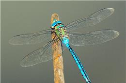 Cadernos da Biodiversidade: Anax imperator (Libélula)