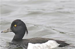 Zarro-negrinha  (Aythya fuligula)