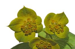 Perfolhada (Bupleurum lancifolium)