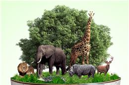 Salvar a biodiversidade do planeta