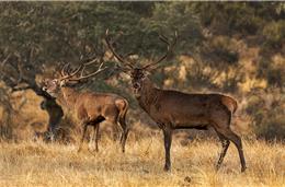 Rede de Turismo e Cultura: Herdade da Contenda, santuário de fauna e flora