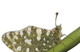 Cadernos da Biodiversidade: Euchloe crameri
