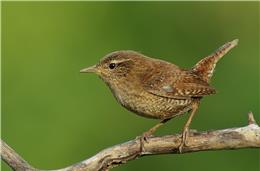 Cadernos da Biodiversidade: Troglodytes Troglodytes (Carriça)