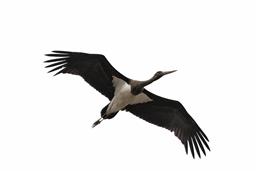 Cadernos da Biodiversidade: Ciconia Nigra (Cegonha-Preta)
