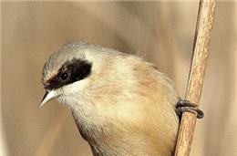 Cadernos da biodiversidade: Chapim-de-mascarilha  (Remiz pendulinus)