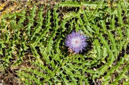 86 espécies de plantas ameaçadas de extinção no Baixo Alentejo