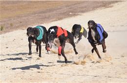 Corrida de galgos na Pista Municipal de Cuba