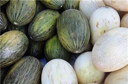 Furtos de melão e melancia  em Ferreira preocupam  câmara e produtores