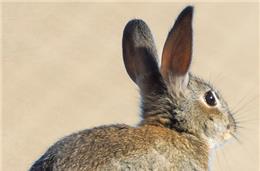 Feira da Caça de Mértola com inscrições abertas