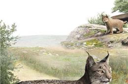 “O lince na península” em Barrancos