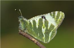 Cadernos da Biodiversidade: Euchloe bellemia (Borboleta)