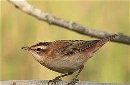 Cadernos da Biodiversidade: Acrocephalus Schoenobaenus (Felosa-Dos-Juncos)