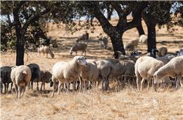 Festival Sabores do Borrego regressa neste fim de semana a Castro Verde