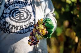 Produção vínica de 2025/2026 prevê quebras, mas servirá para corrigir stocks existentes