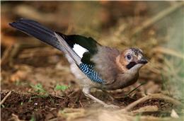 Cadernos da Biodiversidade: Gaio (Garrulus Glandarius)