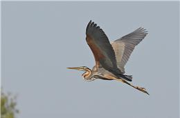 Cadernos da Biodiversidade: Ardea Purpurea (Garça-Vermelha)
