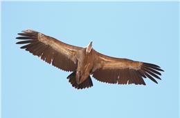 Cadernos da Biodiversidade: Grifo (Gyps Fulvus)