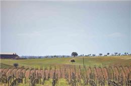 CONCRETE: O vinho do 'cimento' da Herdade dos Grous