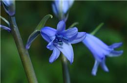 Cadernos da Biodiversidade: Jacinto-dos-campos (Hyacinthoides hispanica)