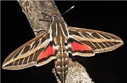 Cadernos da Biodiversidade: Hyles Livornica (Borboleta Noturna)