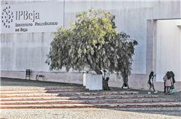 Instituto Politécnico de Beja vai ter primeira cátedra da Unesco em Botânica