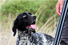 Jornada de Caça a 10 de setembro em Mértola