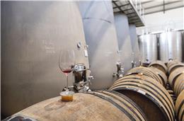 Vinhos Vicentino: onde o Atlântico tempera o Alentejo