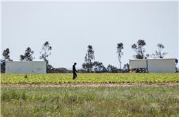 Nova Lei de Estrangeiros poderá levar a falta de mão de obra para a agricultura