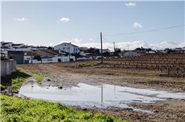 Proprietário da plantação garante que está tudo a ser “completamente” cumprido