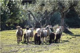 Governo incentiva criação de ruminantes de forma a reduzir o risco de incêndios