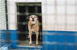 Expandcourage vai ter  abrigo para animais