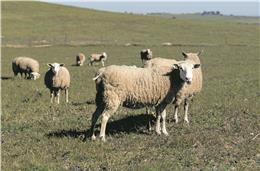 Morte de ovelhas e borregos quintuplicam