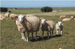 Ovinicultores apelam ao Governo para que sejam disponibilizados apoios à vacinação