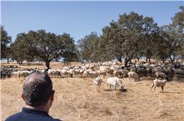 Língua azul ataca novamente rebanhos de ovinos no “Campo Branco”