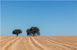 Metade das câmaras do distrito de Beja sem plano municipal de ação climática