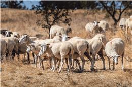 Língua azul “grassa com violência” no Baixo Alentejo