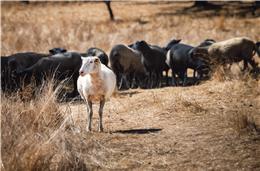 Casos de língua azul no “Campo Branco” continuam a aumentar