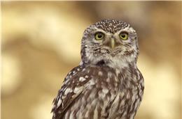 Cadernos da Biodiversidade: Mocho-galego (Athene noctua)